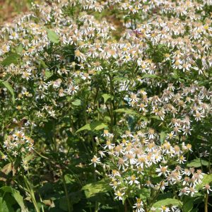 Aster macrophyllus 'Albus'