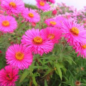 Aster novae-angliae 'Alma Pötschke'