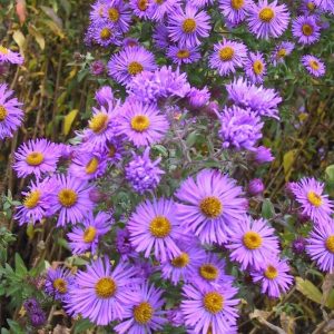 Aster novae-angliae 'Barr's Blue'
