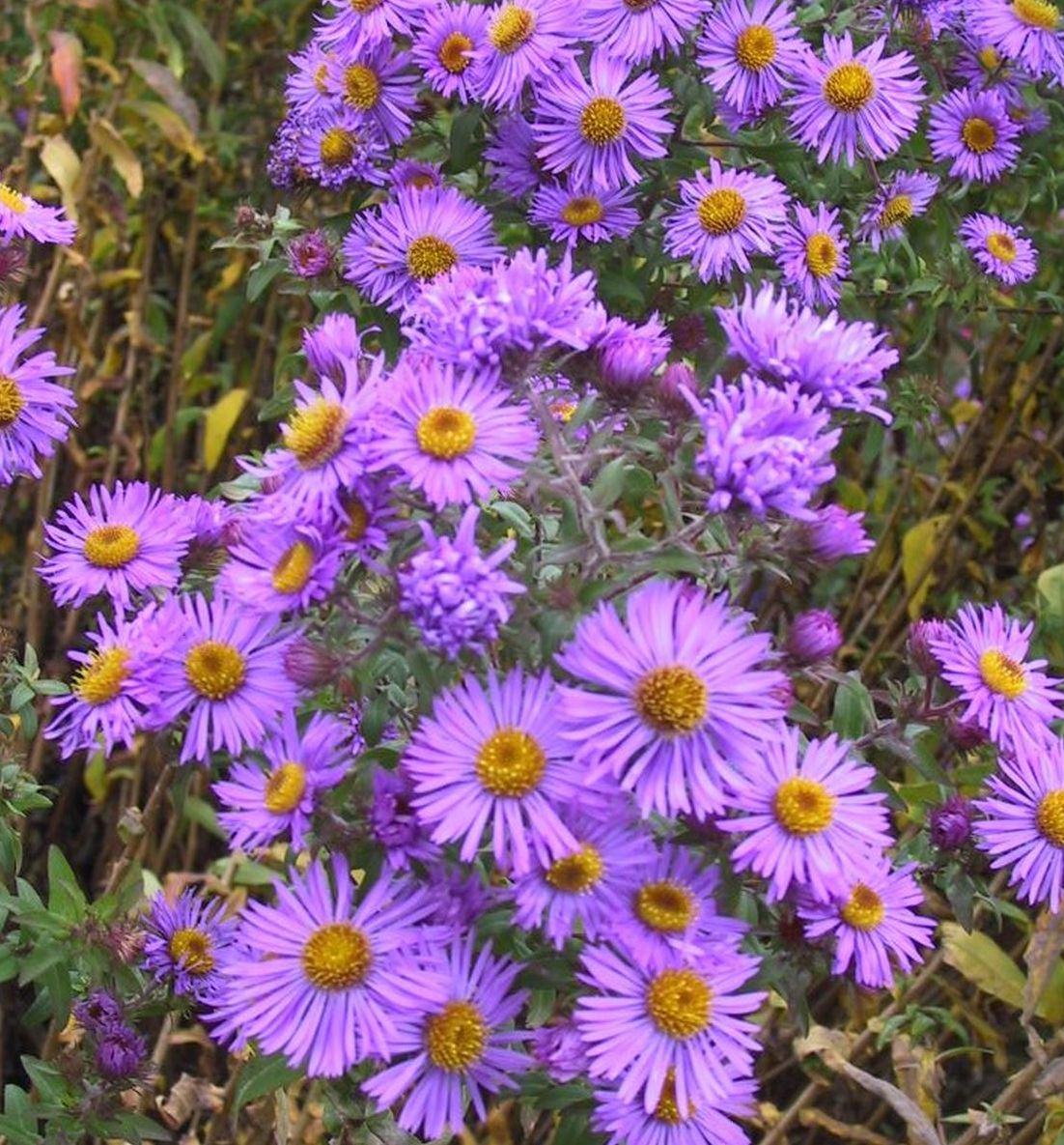 Aster novae-angliae 'Barr's Blue'