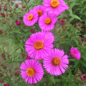 Aster novae-angliae 'Andenken an P.Gerber'