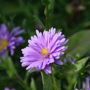 Aster novi-belgii 'Royal Blue'