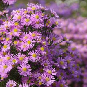 Aster pringlei 'Pink Star'