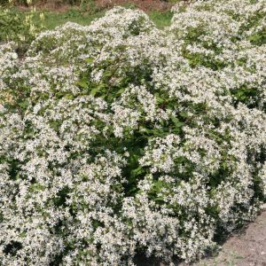 Aster divaricatus 'Tradescant'