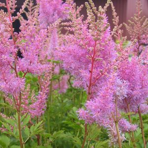 Astilbe x arendsii 'Cattleya'