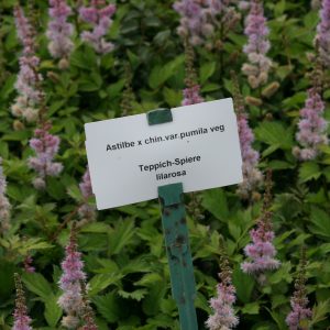 Astilbe chin.var.pumila  veg