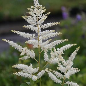 Astilbe japonica 'Deutschland'