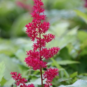 Astilbe x arendsii 'Fanal'