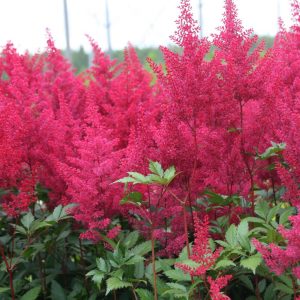 Astilbe japonica 'Montgomery'