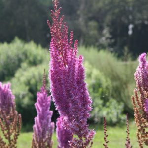 Astilbe chin.var.taquetii 'Purpurlanze'