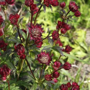 Astrantia major 'Moulin Rouge' (S)