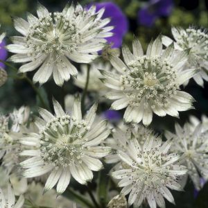 Astrantia major 'Snow Star' (S)