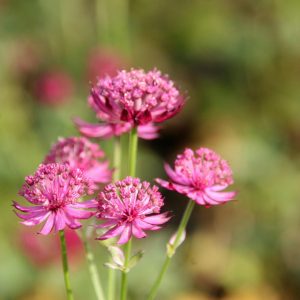 Astrantia major 'Venice' (S)