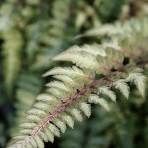 Athyrium niponicum 'Metallicum'
