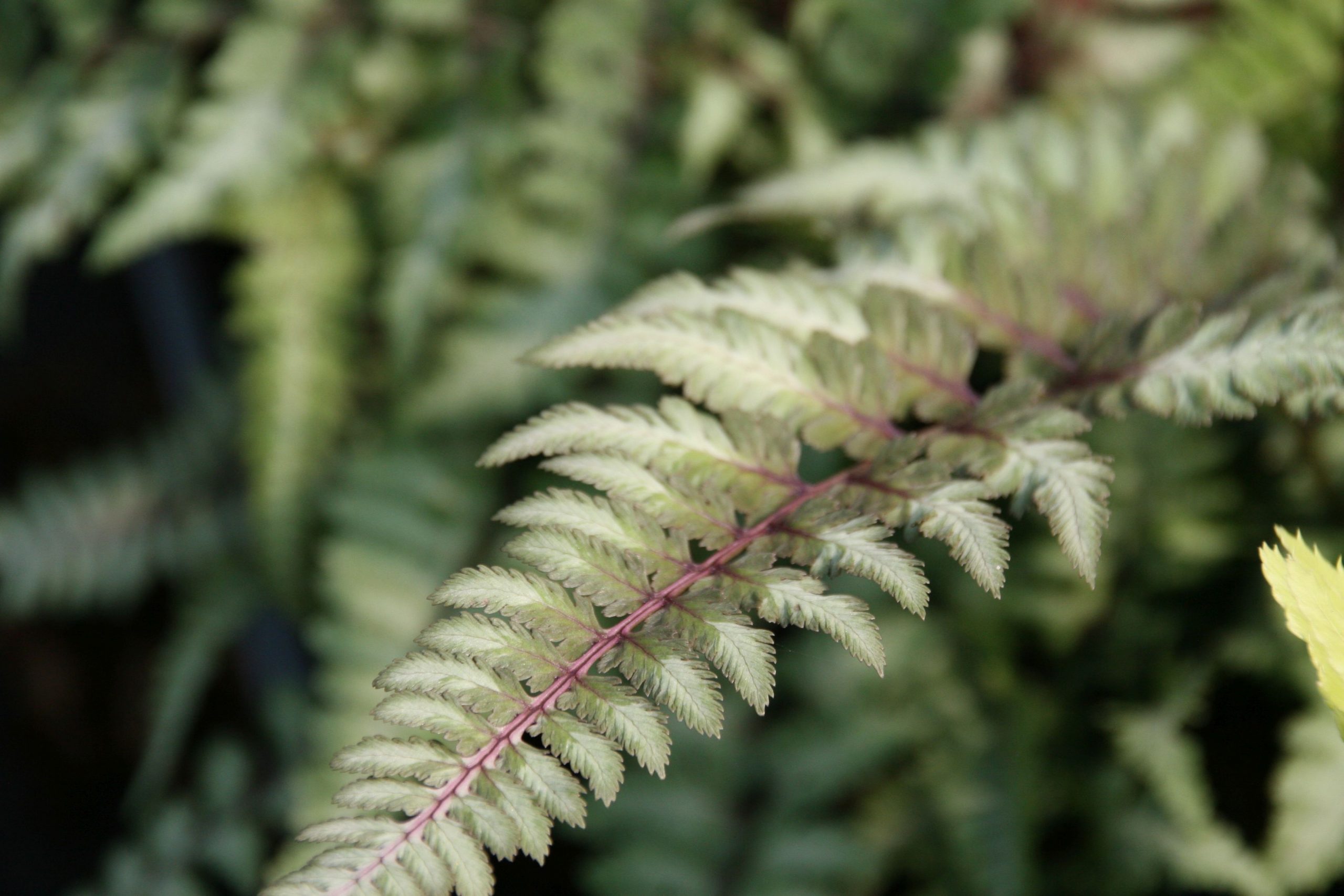 Athyrium niponicum 'Metallicum'