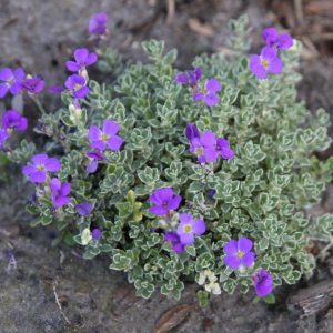 Aubrieta x cult. 'Silberrand'