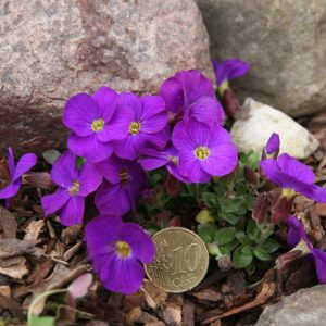 Aubrieta x cult. 'Kitty'