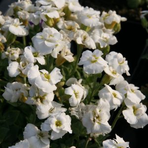 Aubrieta x cult .'Winterberg'