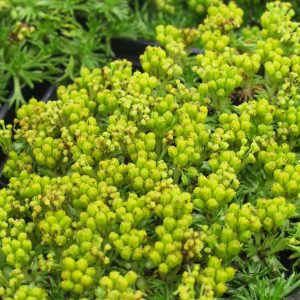 Azorella trifurcata 'Nana'