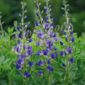Baptisia australis