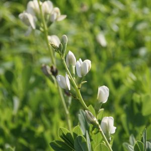 Baptisia australis 'Alba'