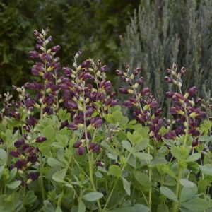 Baptisia x cult. 'Dutch Chocolate' (S)