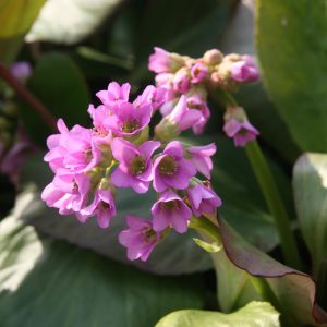 Bergenia cordifolia