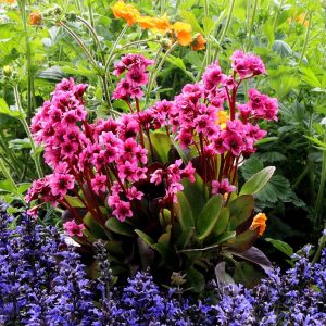 Bergenia cordifolia 'Flirt' (S)