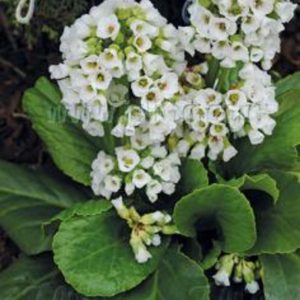 Bergenia cordifolia 'Snowtime'