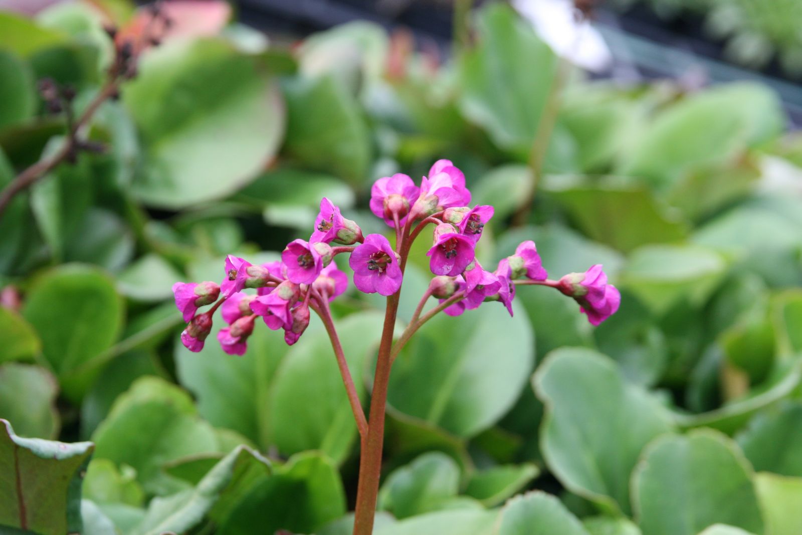 Bergenia cordifolia 'Winterglut'