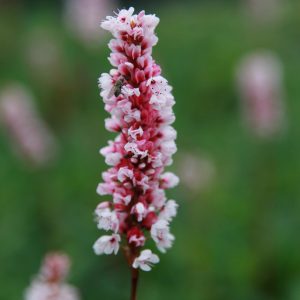 Persicaria affinis 'Superbum' (Bistorta)