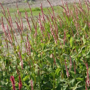 Persicaria amplexicaulis 'Rosea'
