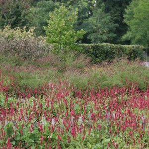 Persicaria amplexicaulis 'Speciosa' (Bistorta)