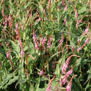 Persicaria amplexicaulis 'Pink Elephant' (S)