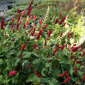 Persicaria amplexicaulis 'Fat Domino' (Bistorta)