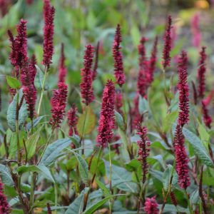 Persicaria amplexicaulis 'Black Field`(S) (Bistort