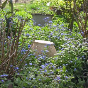 Brunnera macrophylla