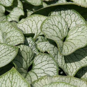 Brunnera macrophylla 'Jack Frost'   (S)