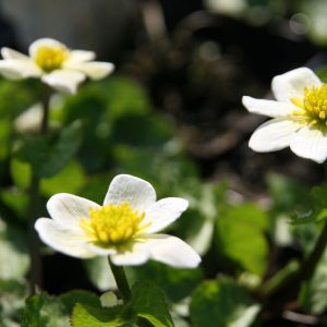 Caltha palustris var.alba