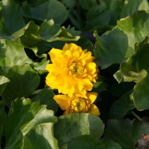 Caltha palustris 'Plena'
