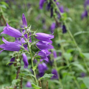 Campanula latifolia macrantha