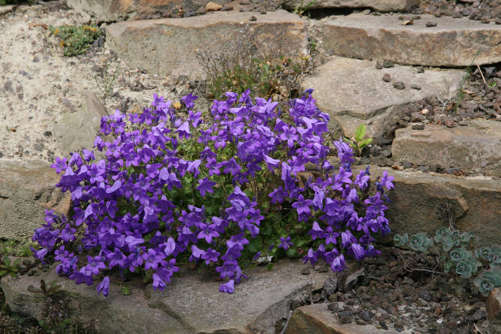 Campanula portenschlagiana 'Birch'