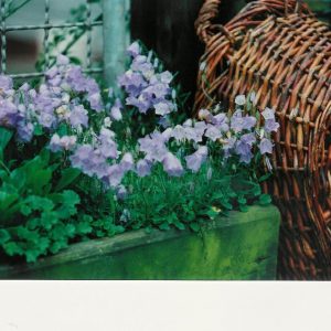 Campanula cochleariif.'Bavaria Blue', gen.