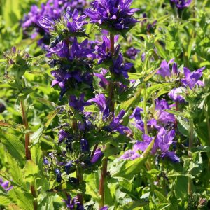 Campanula glomerata 'Dahurica'