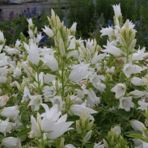 Campanula lat.var.macrantha 'Alba'