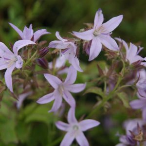 Campanula poscharskyana 'Lisduggan'