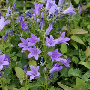 Campanula portenschlagiana 'Resholt'