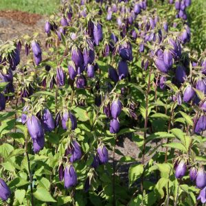 Campanula punctata 'Sarastro'