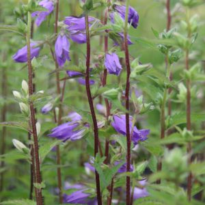Campanula trachelium