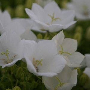 Campanula carpatica 'Weiße Clips'
